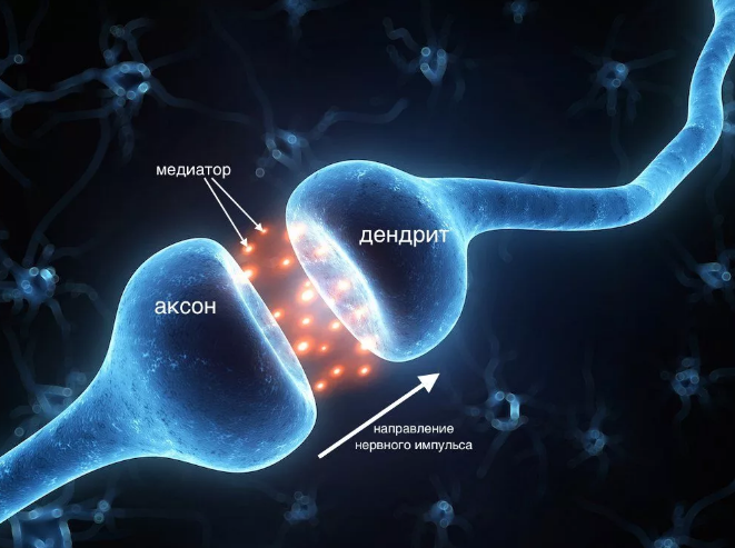 Аминокислоты регулируют основные нервные процессы мозга