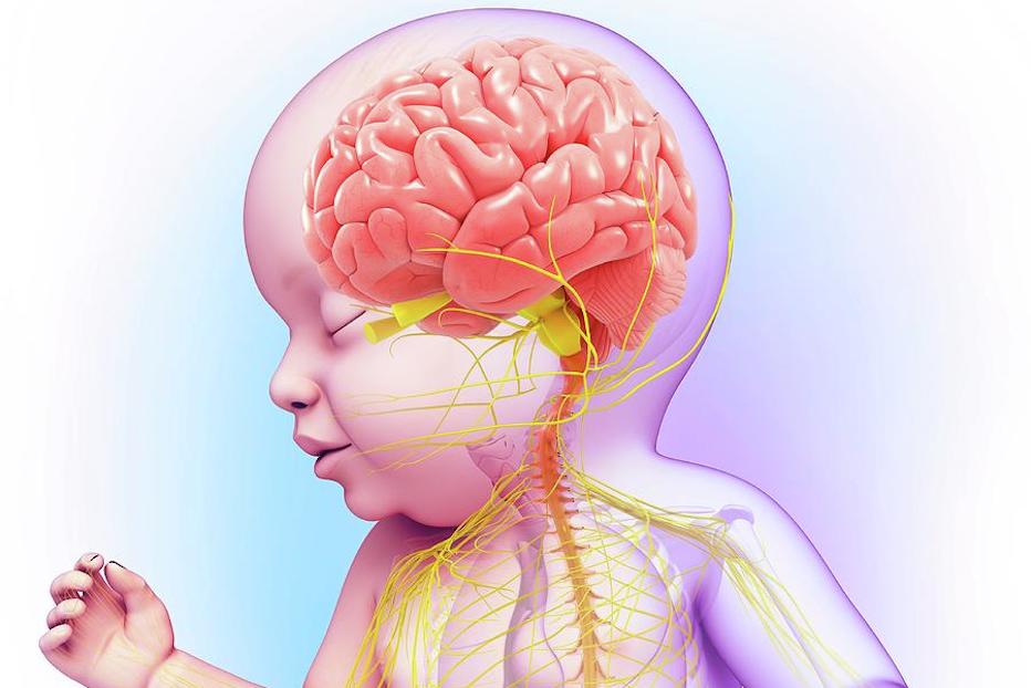 Недостаток синтеза аминокислот и его влияние на заболевания нервной системы у детей